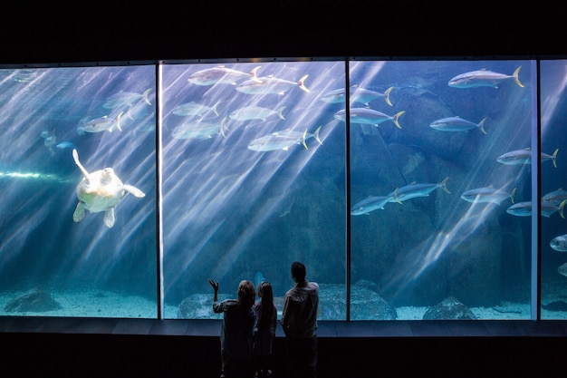 Photo héhé, en regardant le réservoir de poissons