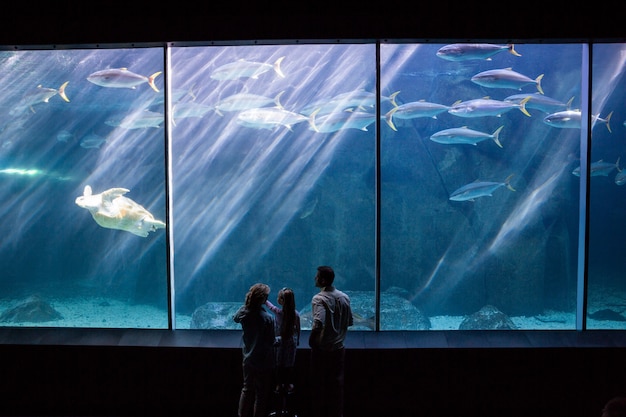 Photo héhé, en regardant le réservoir de poissons