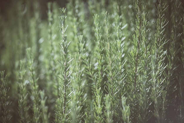 Herbe fraîche de romarin