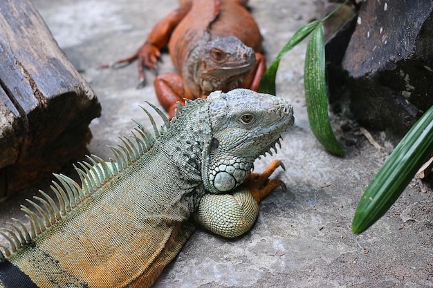 Photo iguane lézard reptile animal dragon vert la nature faune sauvage zoo tropical animal de compagnie peau ey