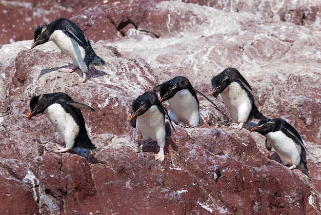 Île du pingouin Puerto Deseado Province de Santa Cruz Patagonie Argentine