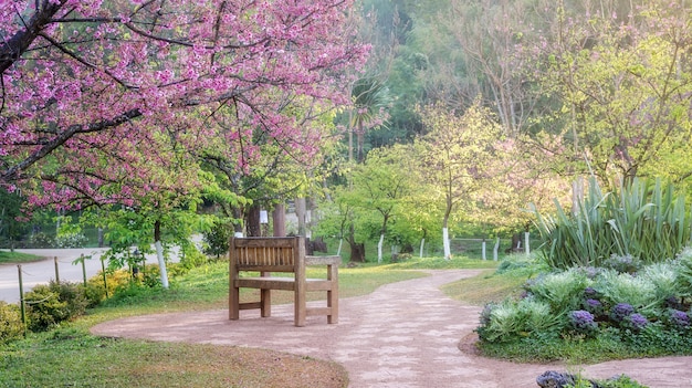 Photo jardin de fleurs de cerisier à la station agricole royale d’angkhang.