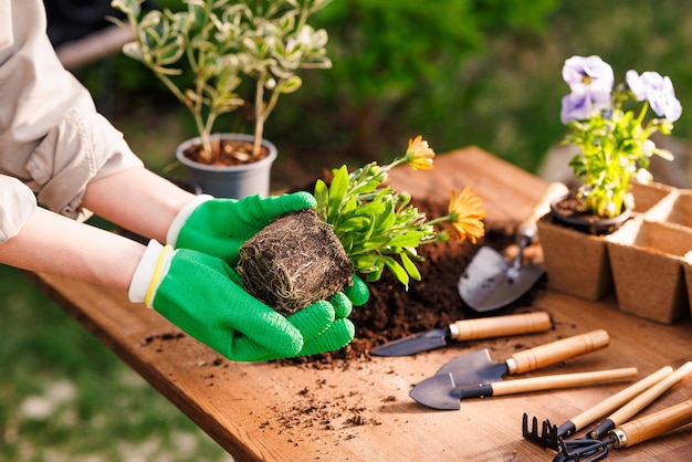 Photo le jardinier plante des fleurs dans le jardin en gros plan soin du jardin concept de jardinage