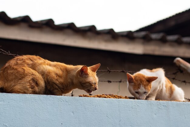 Joli chat manger sur le sol sur le mur