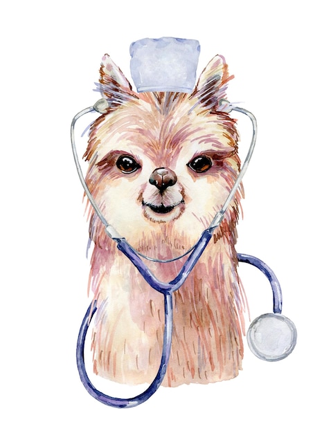 Lama médecin illustration aquarelle