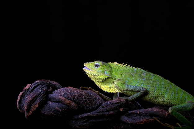 Lézard des forêts à crinière sur fond noir