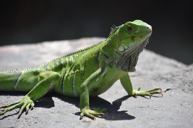 Lézard iguane vert vif brillant posant sur un rocher dans les Caraïbes