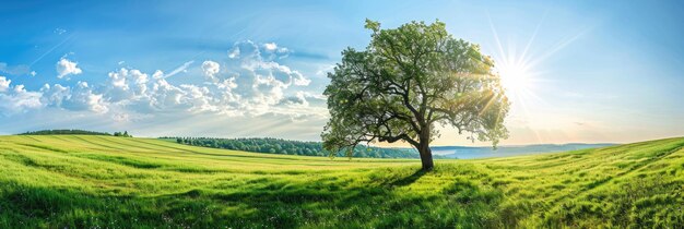 Photo la lumière du soleil à travers un arbre dans un champ