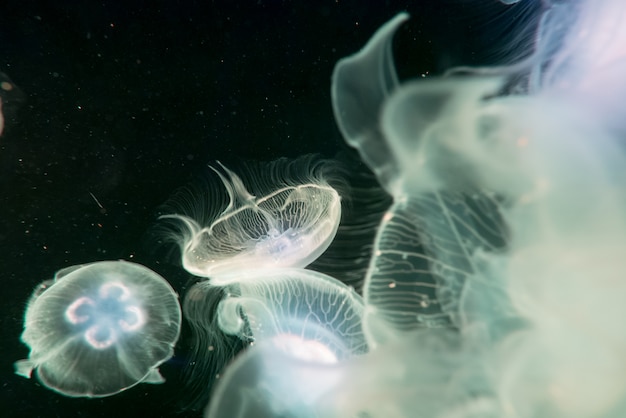 Lune méduse dans l&#39;aquarium