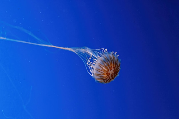 Photo macrophotographie sous l'ortie de la mer du nord ou méduse méduse brune