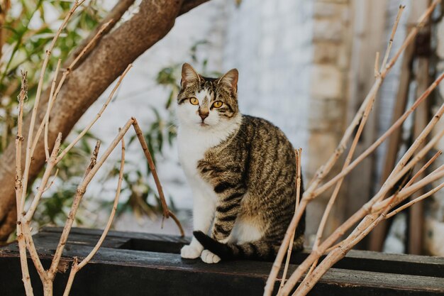 Photo un mignon chat tabby dans une rue de la vieille ville de budva au monténégro