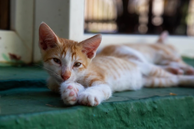 Mignon petit chaton endormi