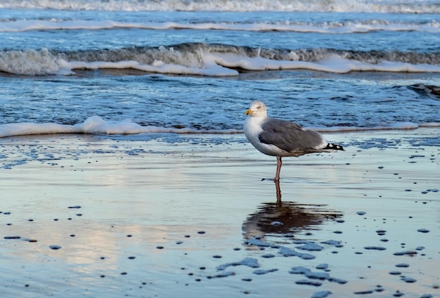 La mouette grise se dresse sur la mer ou l'océan dans l'eau et regarde dans l'appareil photo Scheveningen La Haye Den Haag Pays-Bas