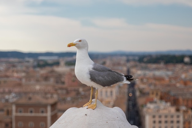 Mouette méditerranéenne assise sur le toit du Vittoriano à Rome, Italie. Fond d'été avec journée ensoleillée et ciel bleu