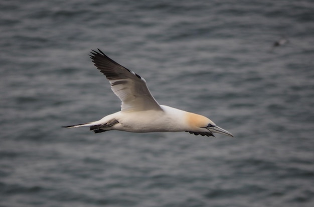 Photo la mouette volant au-dessus de l'eau