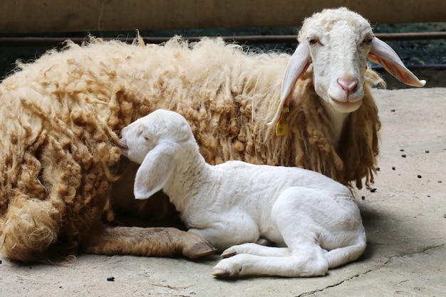 Mouton nouveau né