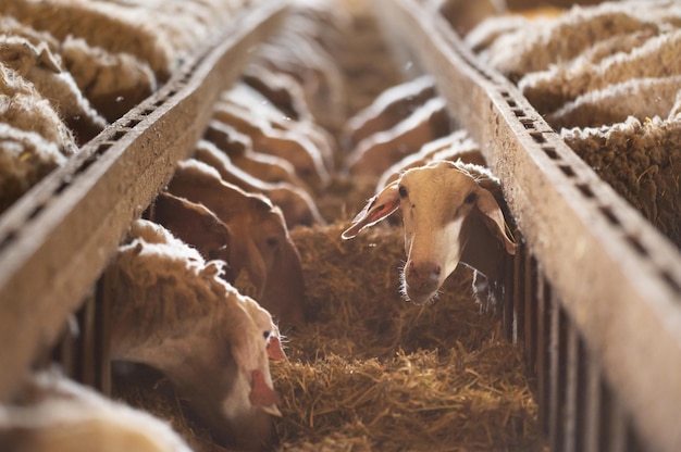 Moutons mangeant du foin dans un hangar Animaux domestiques se nourrissant à l'étable Concept d'alimentation des bovins Ferme d'élevage