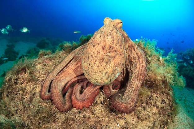 Photo octopus vulgaris