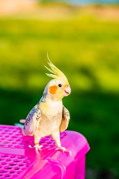 Photo oiseau au parc naturel le soir