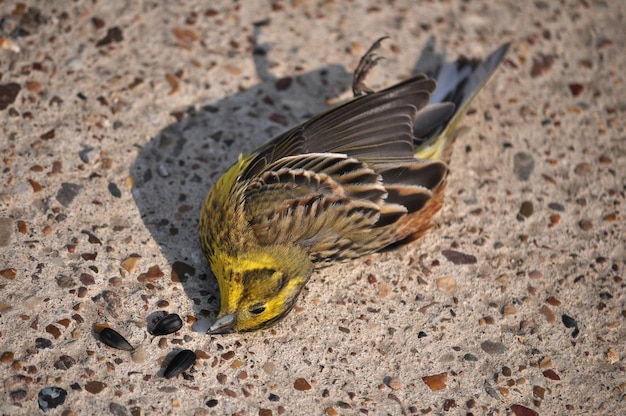 Un oiseau tombé au sol