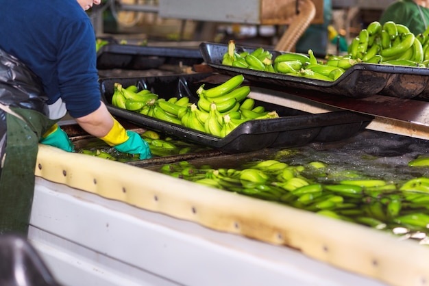 Opérateur lavant des régimes de bananes dans une usine d’emballage.