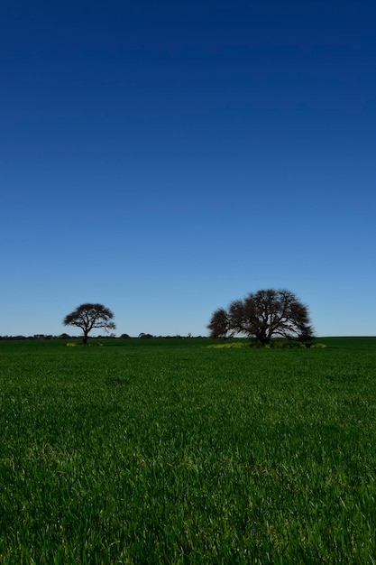 Paysage de l'arbre de la pampa La province de Pampa Patagonie Argentine