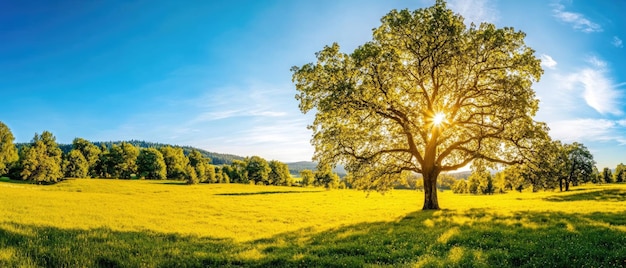 Photo paysage en été avec des arbres et des prairies en plein soleil