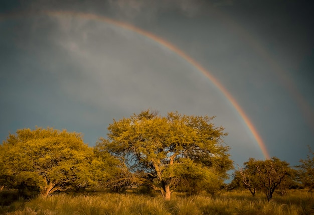 Paysage forestier avec arc-en-ciel Pampa Argentine