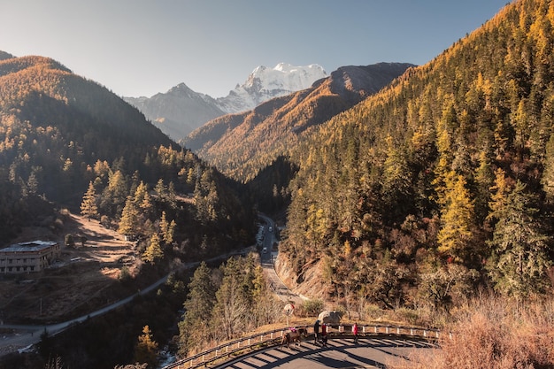 Paysage forêt de pins dorés sur la chaîne de montagnes en automne au coucher du soleil