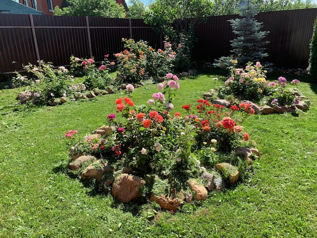 Paysage de jardin naturel dans un parterre de fleurs d'été avec des roses dans un jardin qui pousse des fleurs