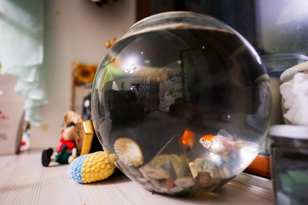 Photo petits poissons rouges brillants dans un aquarium en verre rond sur table dans la chambre des enfants