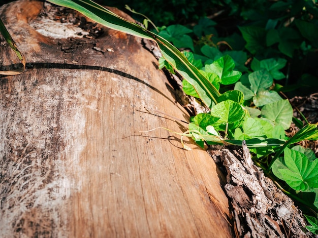 Photo la photo en gros plan d'un tronc d'un arbre tombé sans écorce couché parmi l'herbe et les plantes