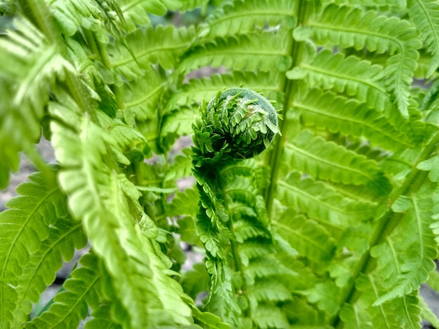 Photo photo macro de fougère. belles feuilles de fougère. fond de fougère naturelle feuillage vert.