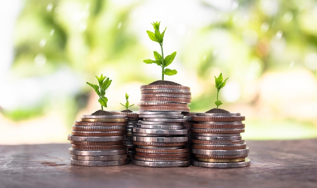 Pièces de monnaie avec jeune plante sur la table avec la toile de fond floue de la nature