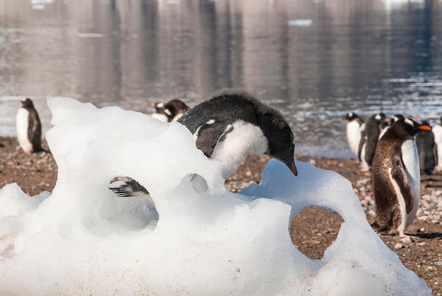 Le pingouin Gentoo joue sur la glace dans le port de Neko, en Antarctique.