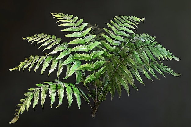 Photo plant de fougère verte sur fond noir illustration