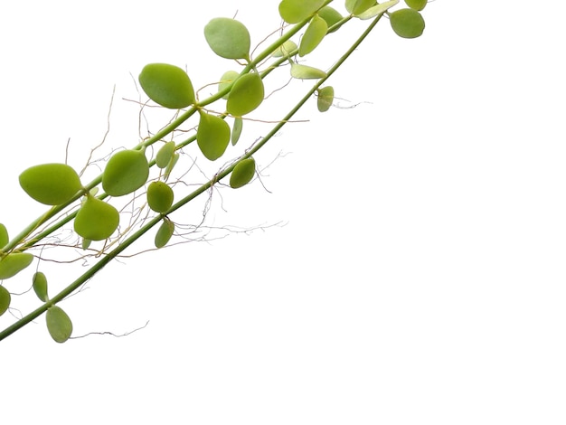 Photo plante d'intérieur suspendue sur fond blanc plante verte suspendue isolée sur fond blanc