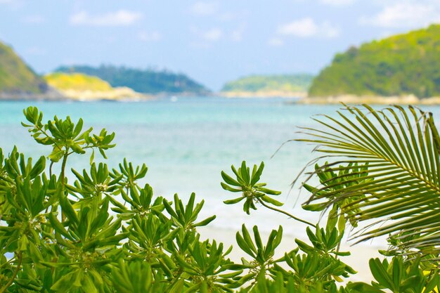 Photo une plante verte avec une eau bleue et une plage en arrière-plan