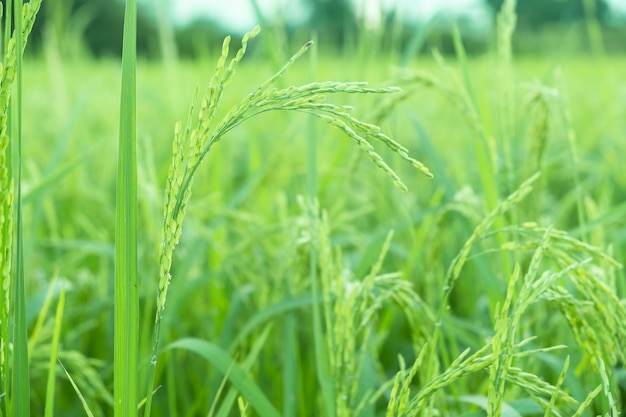 Photo plantes de riz dans les rizières