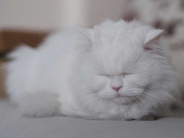 Portrait de beau chat blanc