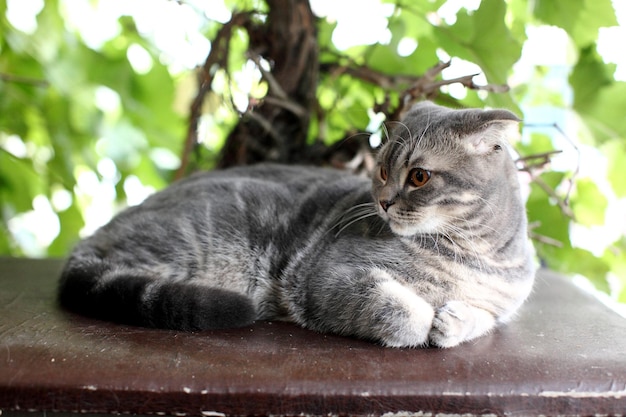 Portrait de chat British Shorthair allongé sur un fond de feuilles vertes