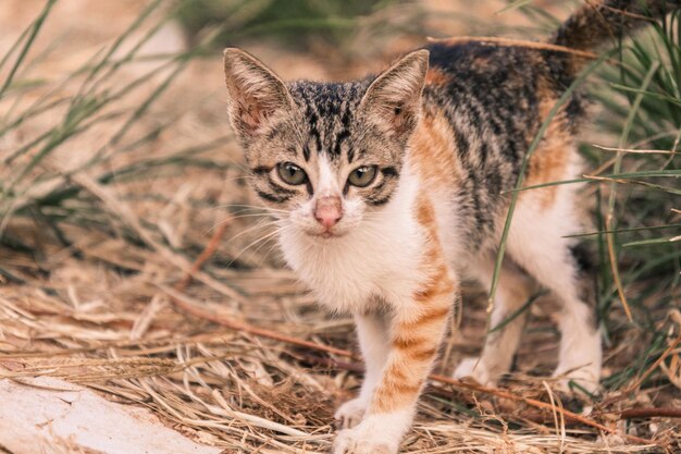 Photo portrait d'un chaton qui regarde la caméra