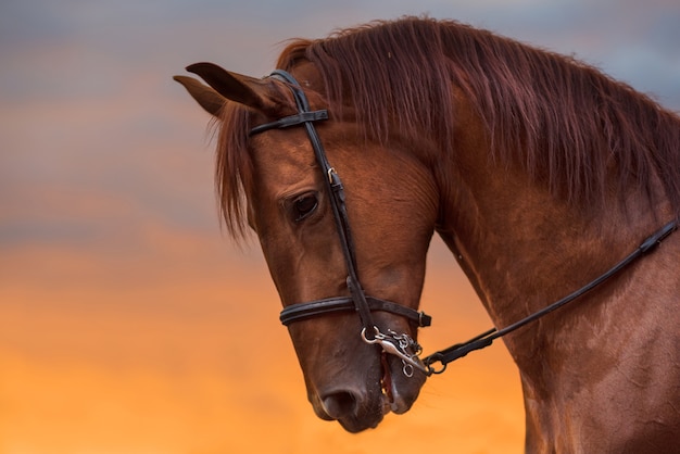 Portrait de cheval au coucher du soleil