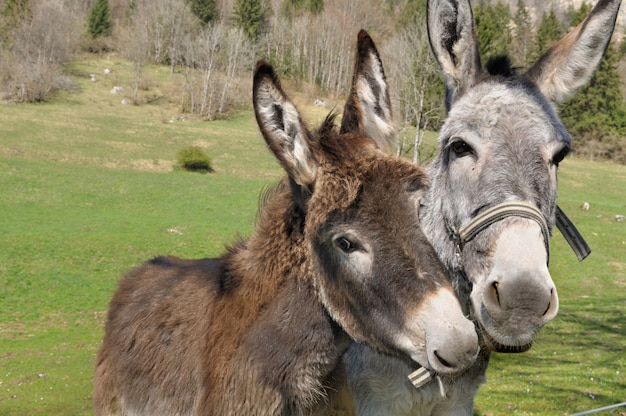 Photo portrait de deux ânes