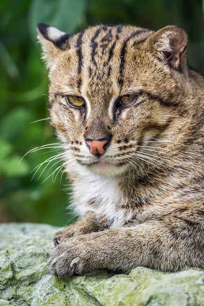 Photo portrait en gros plan d'un chat