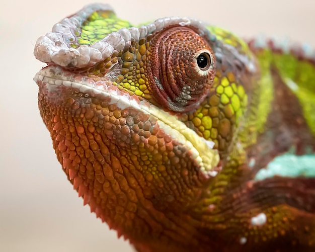 Photo portrait en gros plan de la panthère caméléon furcifer pardalis