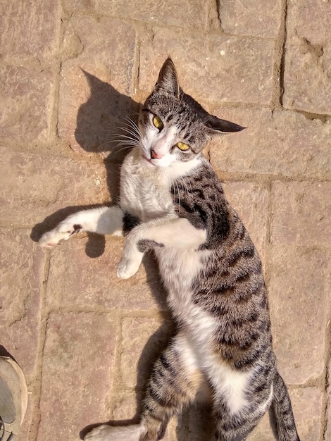 Photo portrait en haut angle d'un chat assis à l'extérieur