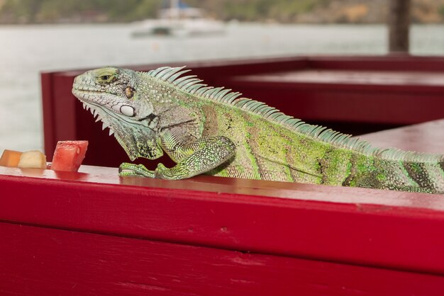 Portrait de lézard iguane close-up