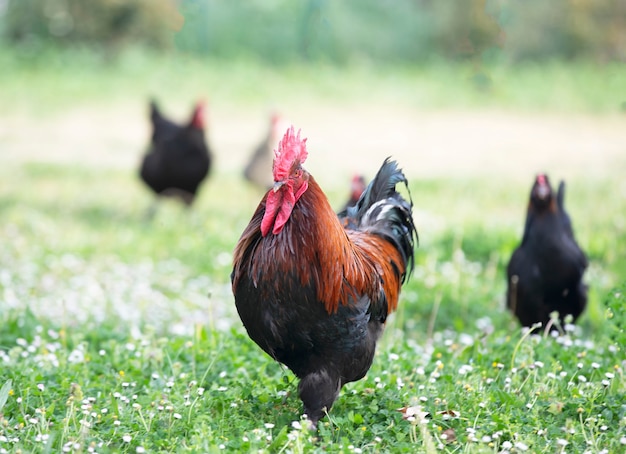 Photo poulet de marans dans un jardin au printemps