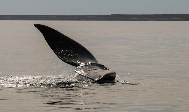 Queue de baleine dans la Péninsule Valdès Patagonie Argentine